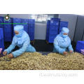 Kernel Kernuts Piece di colore chiaro (LP) di Chinese Factory
